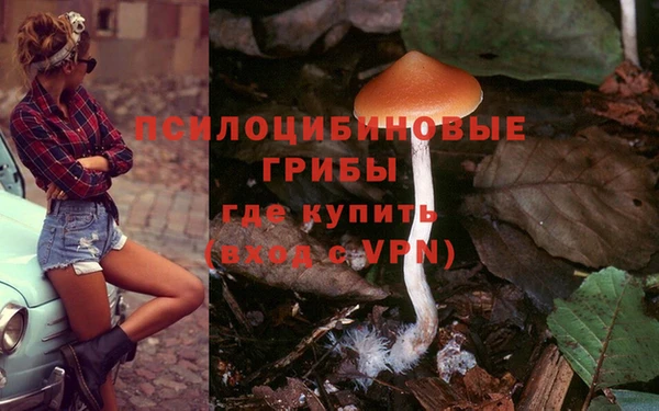 стаф Шадринск