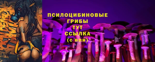 стаф Шадринск